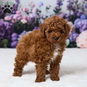 Benji, Miniature Poodle Puppy
